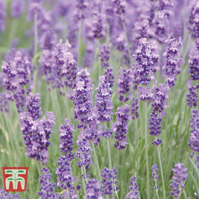 Lavender (Lavandula) angustifolia Munstead 9cm Potted Plant x 3 + Planter Grey x 1