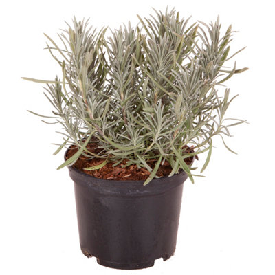 Lavender Lavandula intermedia 'Phenomenal' in a 2L Pot - Costal Plants for Gardens - 9