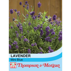 Lavender Mini Blue 1 Packet (20 Seeds)