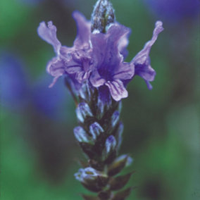 Lavender Multifida Blue Wonder 1 Seed Packet (65 Seeds)