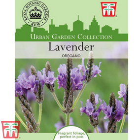 Lavender Multifida Origano 1 Seed Packet (80 Seeds)