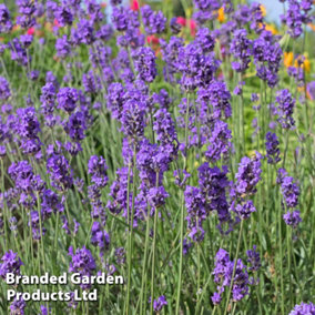 Lavender Munstead English Lavender- Jumbo Plug Plant x 3 - Hardy Shrub- Lavandula Augustifolia