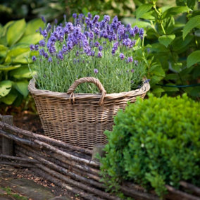 Lavender Munstead English Lavender- Jumbo Plug Plant x 6 - Hardy Shrub- Lavandula Augustifolia
