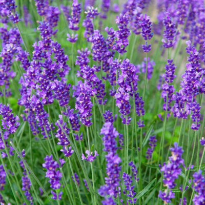 Lavender Munstead English Lavender- Jumbo Plug Plant x 9 - Hardy Shrub ...