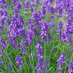 Lavender Munstead English Lavender- Jumbo Plug Plant x 9 - Hardy Shrub- Lavandula Augustifolia