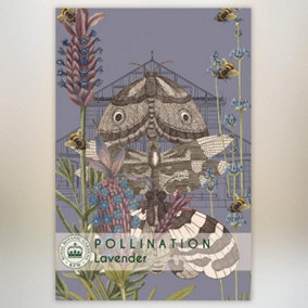 Lavender Promo New Kew Range 1 Packet (110 Seeds)