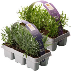Lavender & Rosemary Mix 12 Plants (15-25cm Height Including Pot) Garden Plants - Compact Perennials with Fragrant Blooms