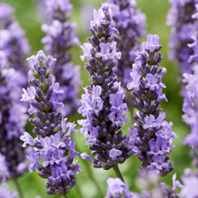 Lavender Sensational Established Plant in 9cm Pot