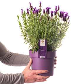 Lavender Stoechas (35-45cm Height Including Pot) Garden Plant - Fragrant Purple Blooms with Unique Bracts