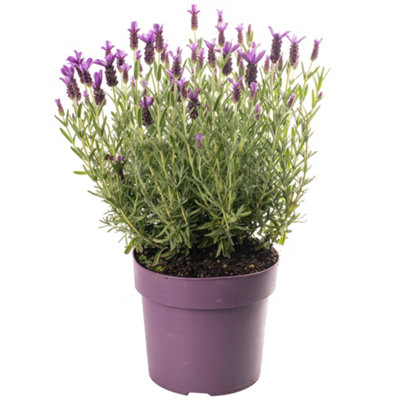 Lavender Stoechas (35-45cm Height Including Pot) Garden Plant - Fragrant Purple Blooms with Unique Bracts - 3