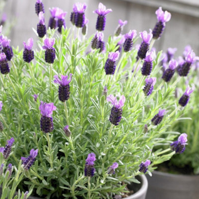Lavender Stoechas (35-45cm Height Including Pot) Garden Plant - Fragrant Purple Blooms with Unique Bracts - 4