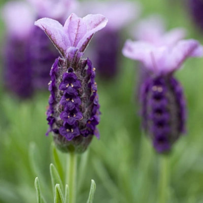 Lavender Stoechas (35-45cm Height Including Pot) Garden Plant - Fragrant Purple Blooms with Unique Bracts - 5