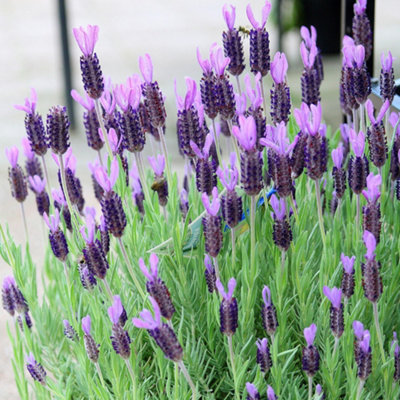 Lavender Stoechas (35-45cm Height Including Pot) Garden Plant - Fragrant Purple Blooms with Unique Bracts - 6