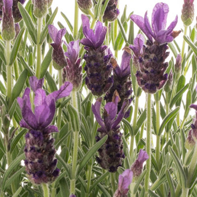 Lavender Stoechas (35-45cm Height Including Pot) Garden Plant - Fragrant Purple Blooms with Unique Bracts - 7