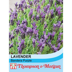 Lavender Stoechas Bandera Purple 1 Packet (12 Seeds)