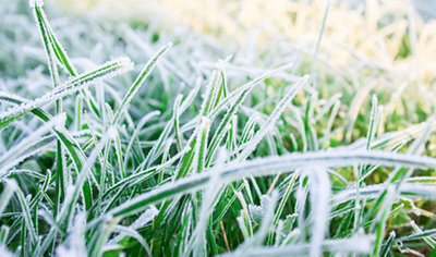 A close up of grass that is covered in frost.
