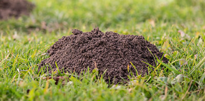 A small dirt mound in the middle of a lawn.