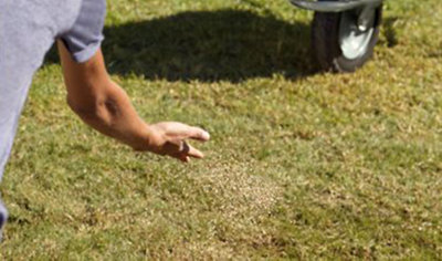 Person using their hand to spread grass seed onto a bare patch of grass.