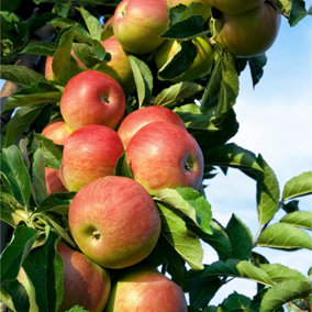 Laxton's Superb Apple Tree 3-4ft Tall in 6L Pot Ready to Fruit,Crisp,Sweet,Crunchy & Juicy 3FATPIGS