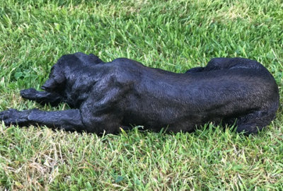 Laying Black Labrador figurine, large (44cm long) realistic home or garden ornament or memorial