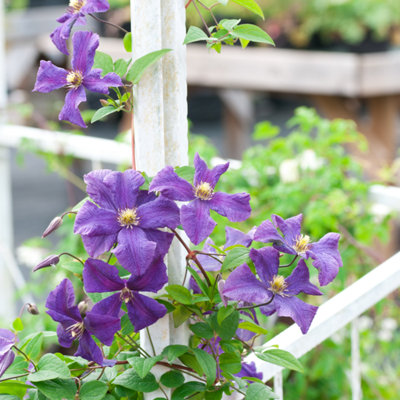 Leather flower - 2 pcs. - Clematis hybrid Taiga - Height 25