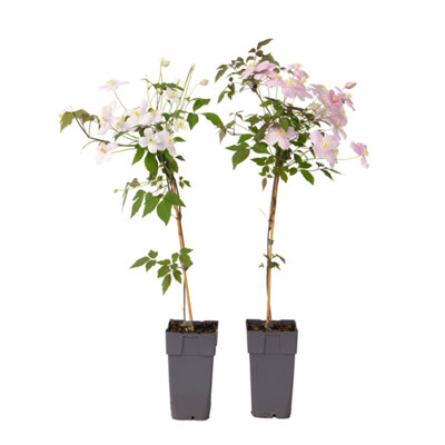 Leather flower - 2 pcs. - Clematis montana Fragrant Spring - H60-70cm ...