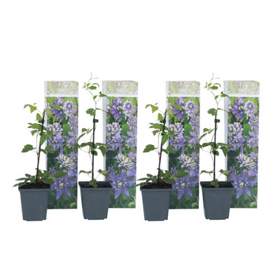 leather-flower-4-pcs-clematis-