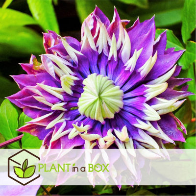 Leather flower - 4 pcs. - Clematis hybrid Taiga - Height 25-40cm