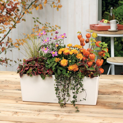 LECHUZA BALCONERA Color 50cm Window Box, Light Grey Plastic Self-watering Planter with Water Level Indicator H19 L50 W19 cm