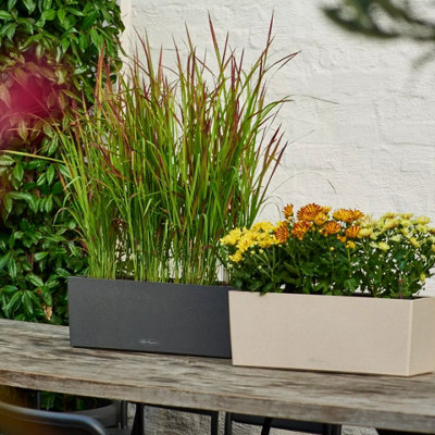 LECHUZA BALCONERA Color 50cm Window Box, Sand Brown Plastic Self-watering Planter with Water Level Indicator H19 L50 W19 cm