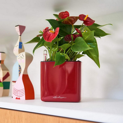 LECHUZA CUBE Glossy 14 Scarlet Red High-Gloss Plastic Self-watering Planter with Water Level Indicator H14 L14 W14 cm