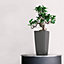 LECHUZA MINI CUBI Charcoal Metallic Table Self-watering Planter with Substrate and Water Level Indicator H18 L9 W9 cm, 0.8L