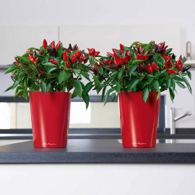LECHUZA MINI DELTINI Small Scarlet Red High-Gloss Plastic Self-watering Planter with Water Level Indicator D10 H13 cm