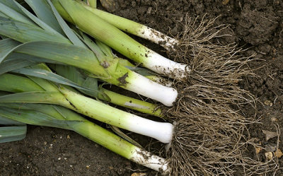 Leek Musselburgh Vegetable Seeds (Approx. 240 seeds) by Jamieson Brothers