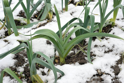 Leek Musselburgh Vegetable Seeds (Approx. 240 seeds) by Jamieson Brothers - 3