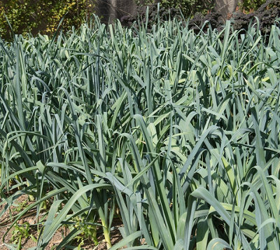 Leek Musselburgh Vegetable Seeds (Approx. 240 seeds) by Jamieson Brothers - 4