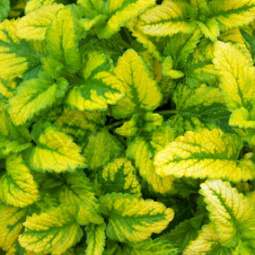 Lemon Balm All Gold (10-20cm Height Including Pot) Garden Plant - Bright Gold Foliage, Compact Size, Aromatic Herb