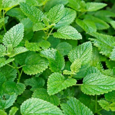 Lemon Balm - HERB -Melissa OFFICINALIS - 2500 Seeds