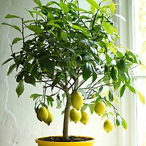 lemon-four-seasons-fruit-bush- lemon-four-seasons-fruit-bush-