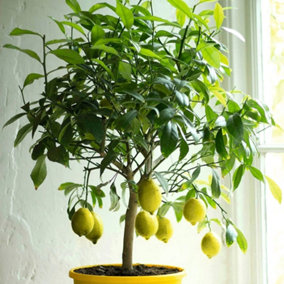 Lemon Gareys Eureka Fruit Bush Citrus x limon Fruiting Shrub Plant 5L Pot