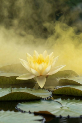 Lemon Mist Water Lily - Kit - Marginal Aquatic Pond Plant