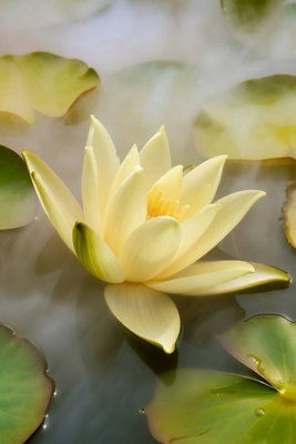 Lemon Mist Water Lily - Kit - Marginal Aquatic Pond Plant