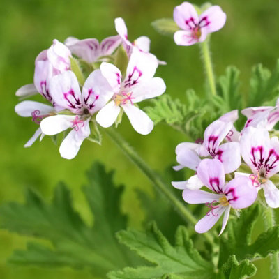 Lemon Scented Geranium - Pelargonium Citronella in 12cm Pot - Fragrant Foliage