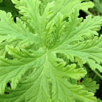 Lemon Scented Geranium - Pelargonium Citronella in 12cm Pot - Fragrant ...