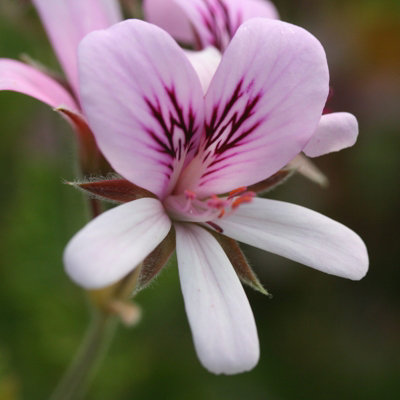 Lemon Scented Geranium - Pelargonium Citronella in 12cm Pot - Fragrant Foliage - 4