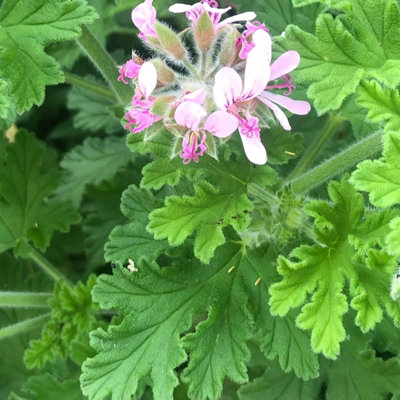 Lemon Scented Geranium - Pelargonium Citronella in 12cm Pot - Fragrant Foliage - 5