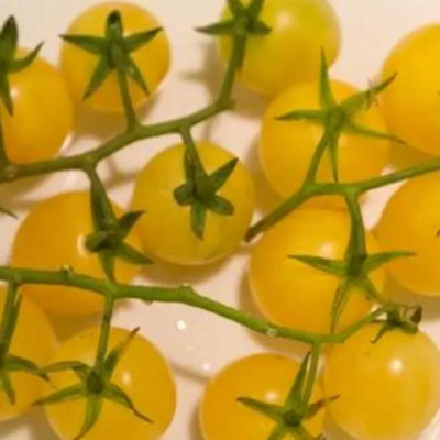 Lemon Sherbet F1 Tomato Seeds (50+) - Sweet Yellow Cherry Hybrid - Fresh Non-GMO Variety