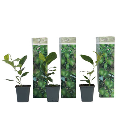 Lemon tree - 3 pcs - Citrus limon - Height 25-40cm - Pot 9cm