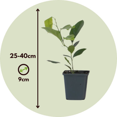 Lemon tree - 3 pcs - Citrus limon - Height 25-40cm - Pot 9cm