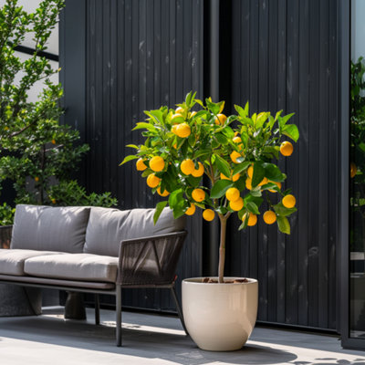 Lemon tree - 3 pcs - Citrus limon - Height 25-40cm - Pot 9cm